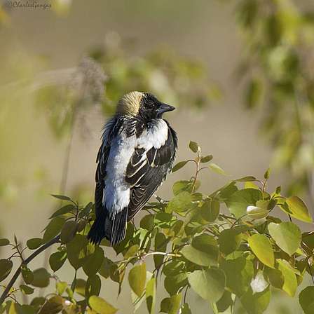 Link to wildlife and biodiversity properties
