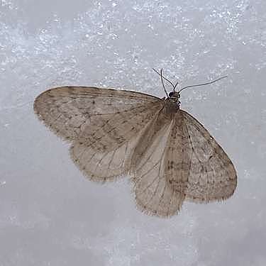 A Bruce Spanworm moth against a sheet of snow. 