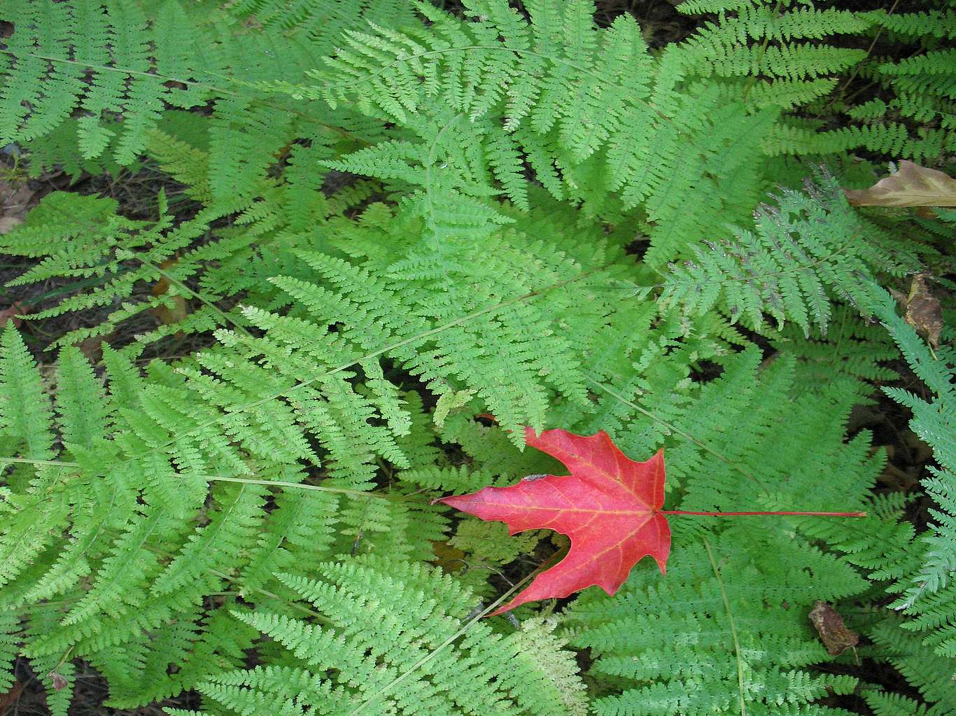 Ferns with a single red maple leaf
