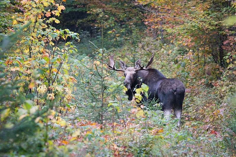 Vermont's Wildlife in a Changing Climate Stowe Land Trust