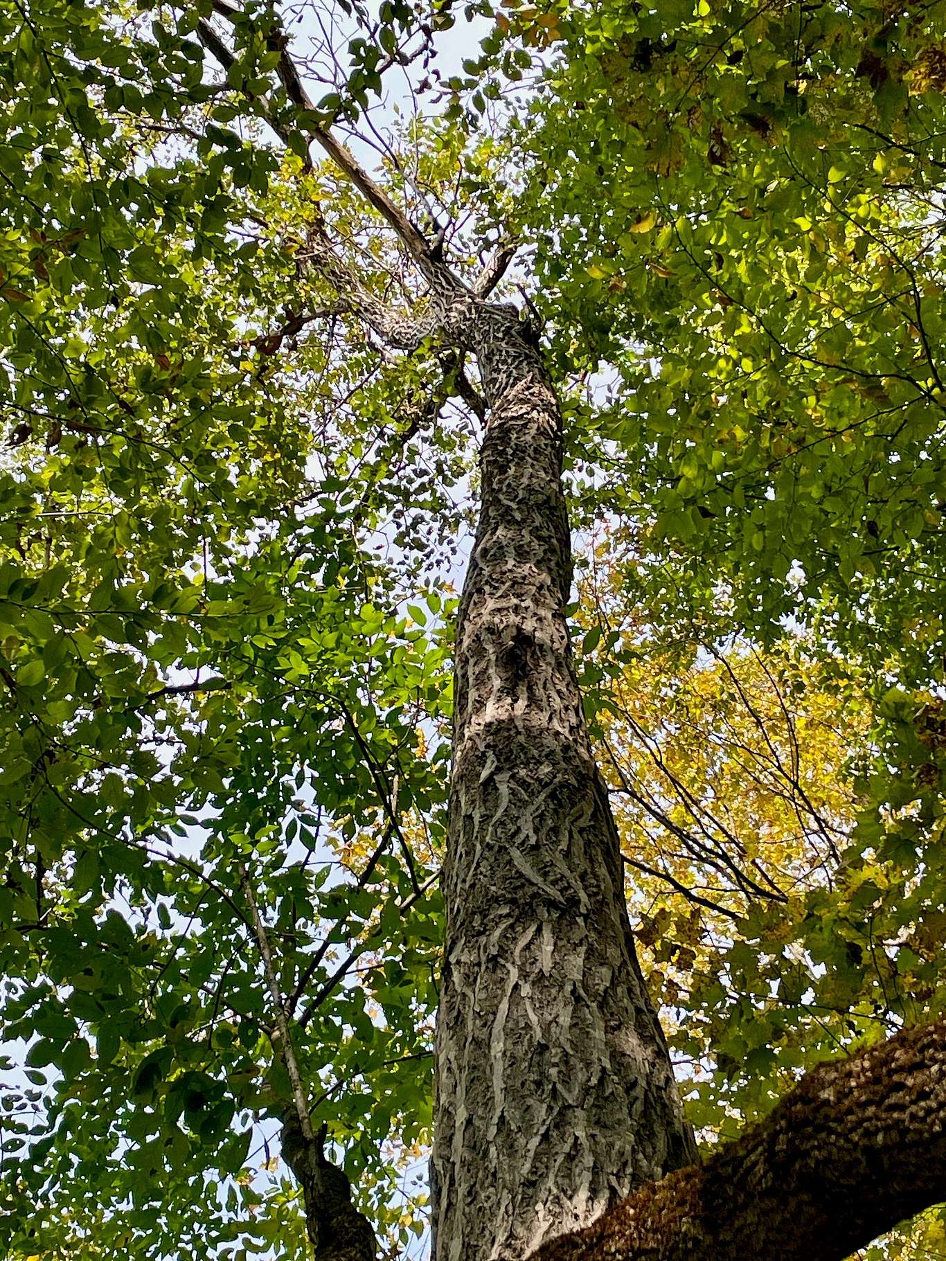 Looking skyward up a Butternut Tree trunk