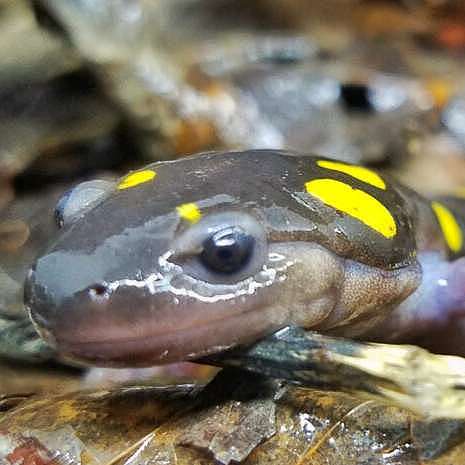 Amphibian Road Crossing Program - NBNC