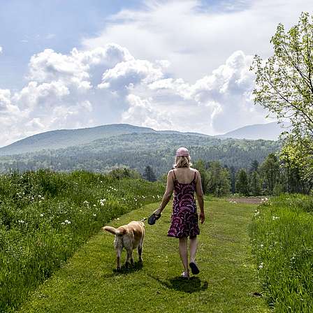 Link to properties open for dog walking