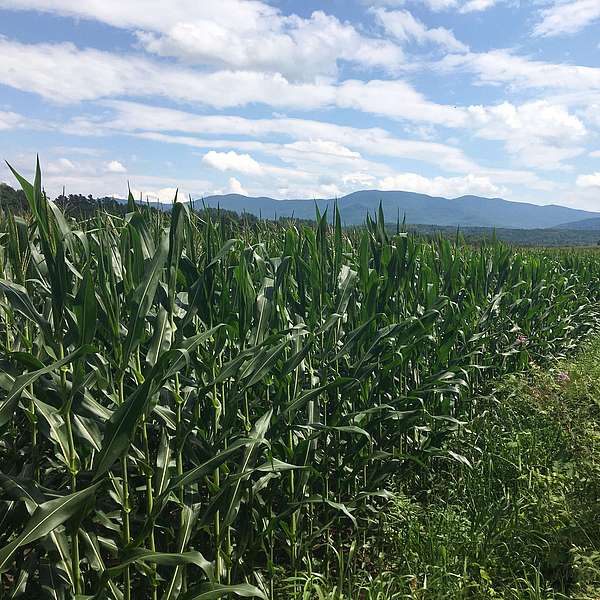 Bouchard Farm and Landmark Meadow in the News