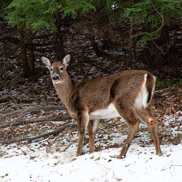 An antlerless white-tailed deer looks over its shoulder and into the camera. 