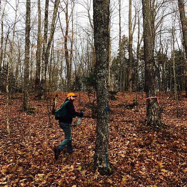 Timber & Habitat Improvement Project Begins at Kirchner Woods