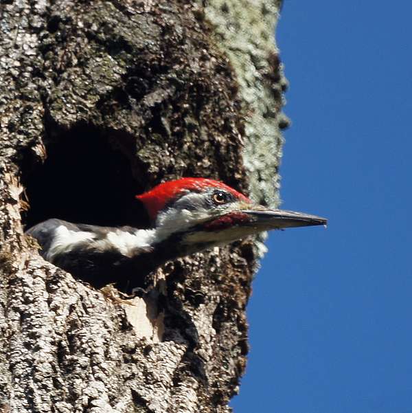 Photo by Mike's Birds