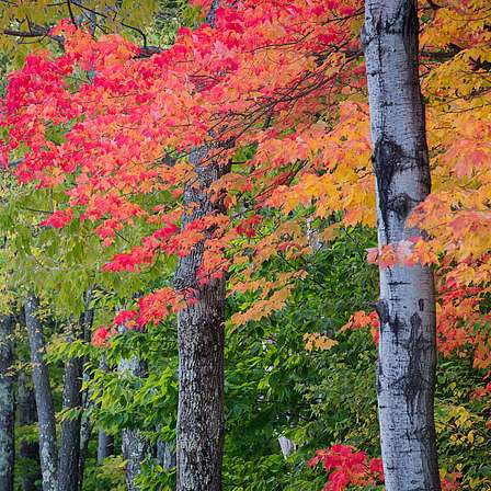 Link to working forest properties