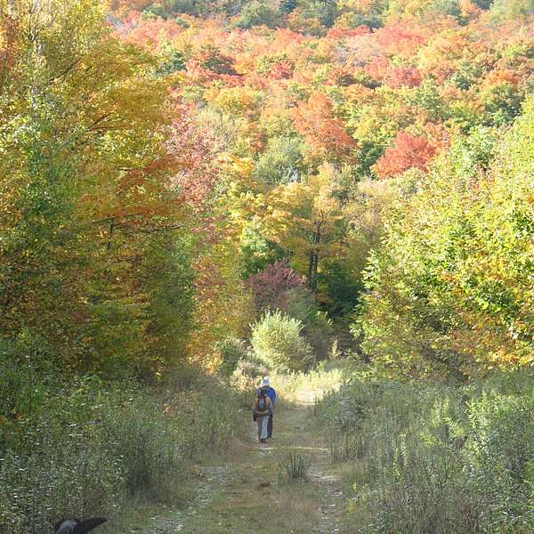 Pinnacle Meadow Trail Work