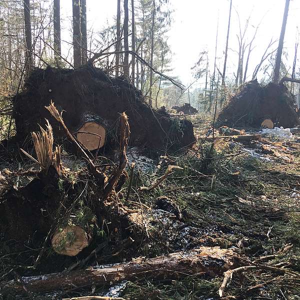 The Good of Wood: Logging Has Cleared the Way for Trails at Cady Hill