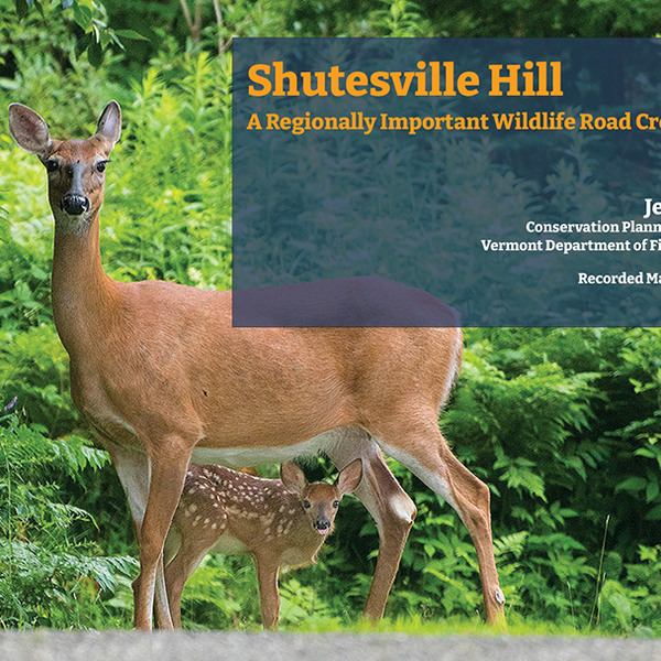 Shutesville Hill: A Regionally Important Wildlife Corridor