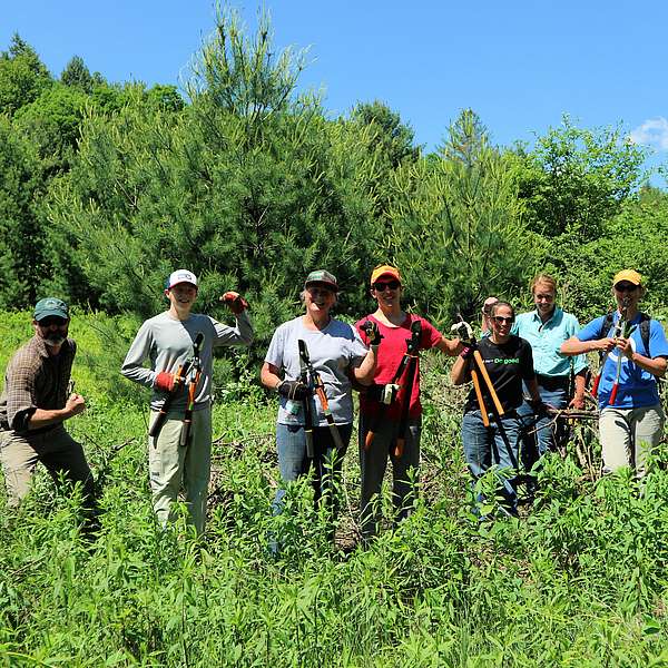 Volunteer Work Party: Honeysuckle Removal at Mayo Farm