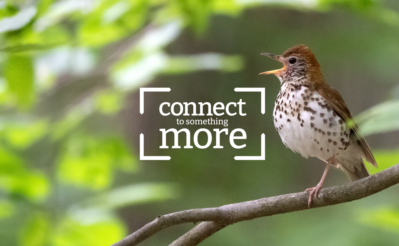 A Wood Thrush vocalizes while clinging to a branch.