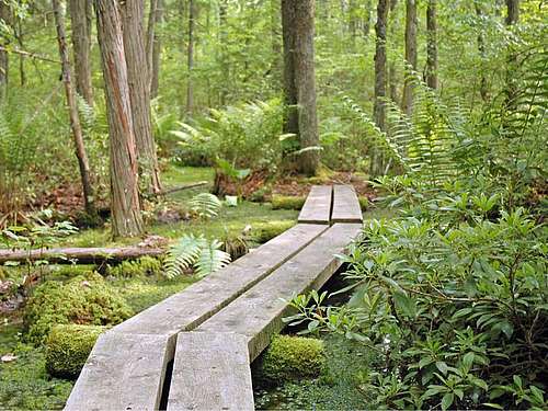 Volunteer Workday at Wiessner Woods
