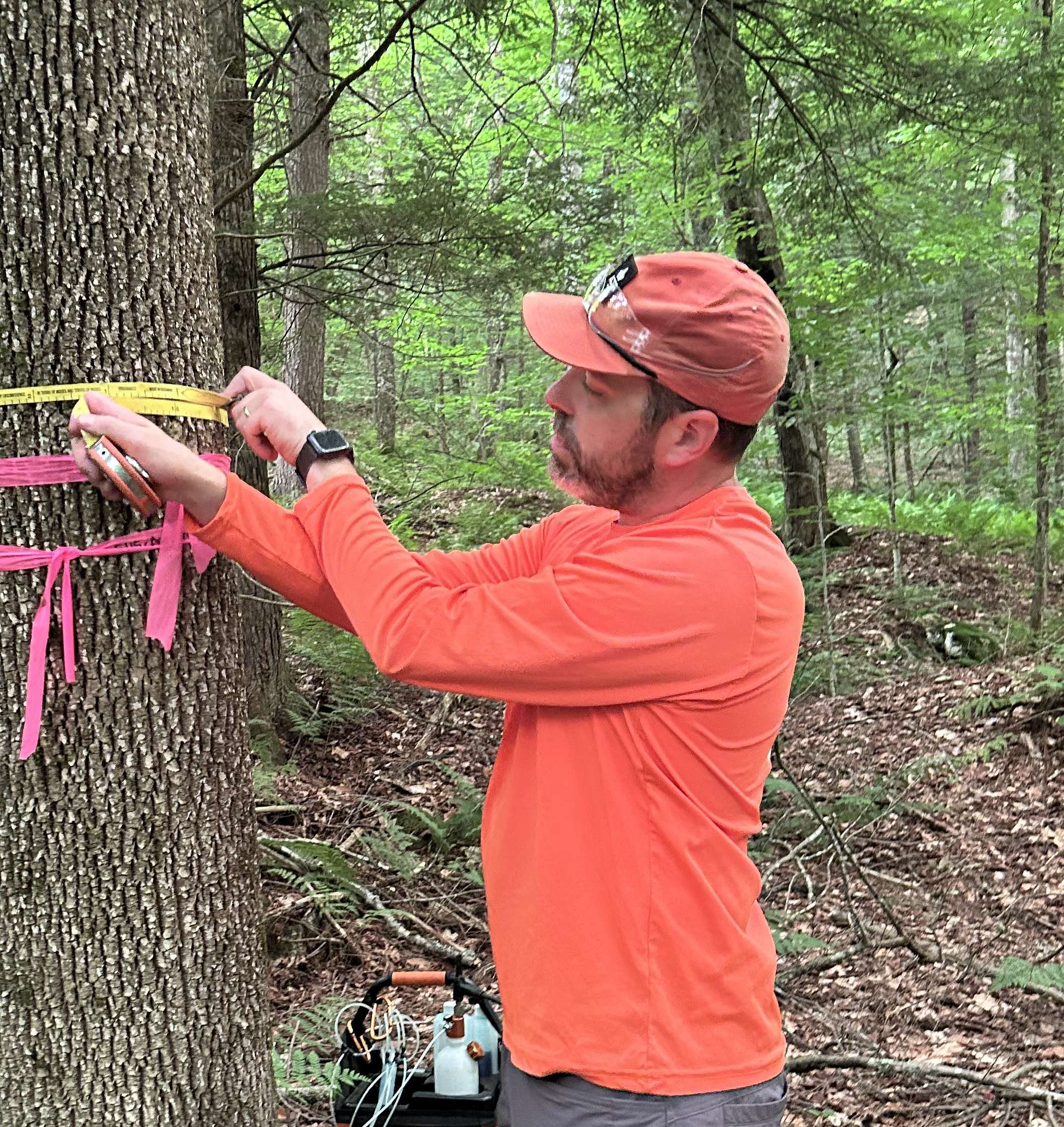 Protecting Vermont's Ash: A Fall Walk in the Woods