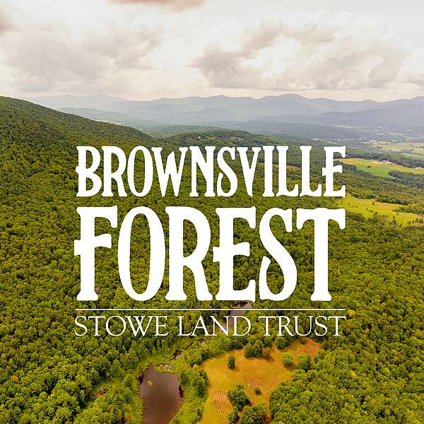 Stowe Land Trust Launches Community Campaign to Protect Brownsville Forest