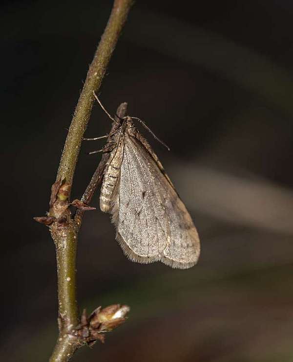 A Bruce Spanworm moth holds on to a small twig with buds.