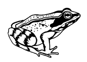 Black and white illustration of the side profile of a Wood Frog in a typical standing position.