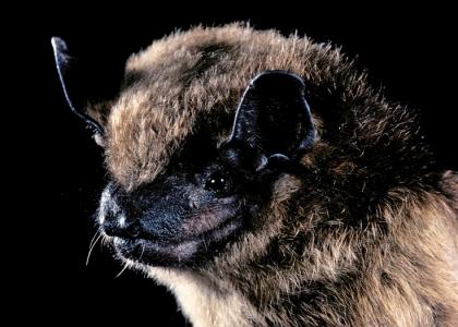 A close up view of the face of a big brown bat.