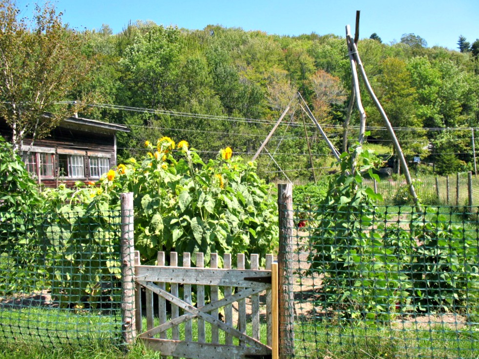 A small garden with wooden gate