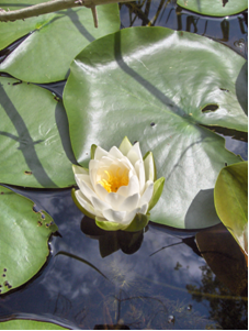 Lily pads on water