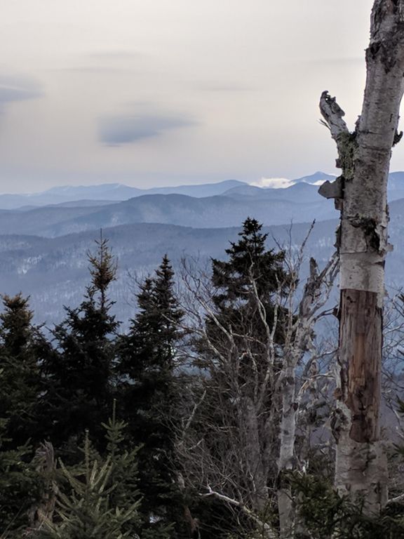 Photo by Arnold Ziegel Treetops backed by distant mountain views