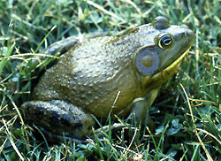 American Bullfrog