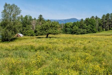 An open meadow in summer