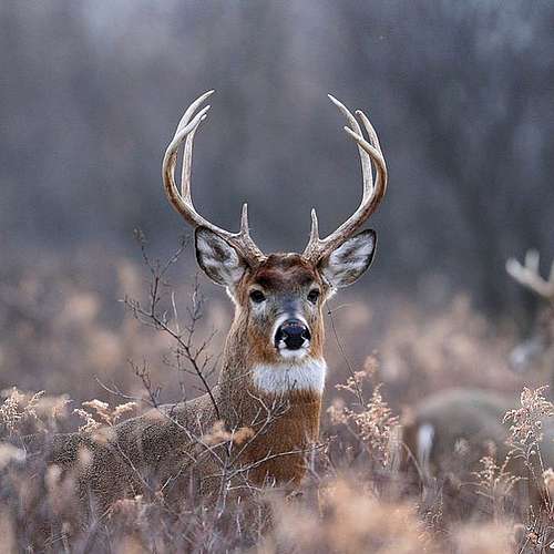 Today is the first day of rifle season for deer in Vermont! Now until November 26, you and your family (pets too!) can...