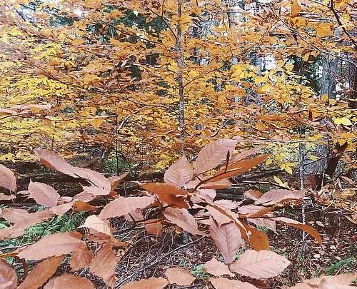 No place better to take a moment of gratitude for all the life cycle steps of fall. 🍂🍄Here’s to this morning’s frost,...