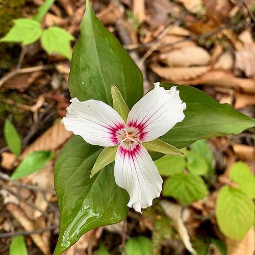 The rarity of the Trilliums! 

🌱 These...