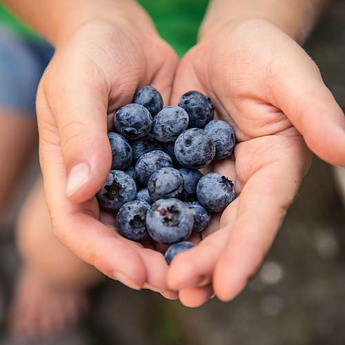 Join us on Saturday, August 6th for a pick-your-own benefit day at North Hollow Berry Farm (formerly Zuber's)! From...
