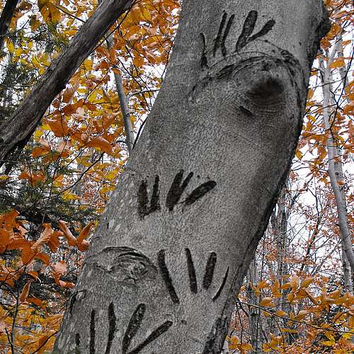 We 🧡 Wildlife Wednesday 
Signs of wildlife are around us all year long! These autumn bear claw marks remind us how...