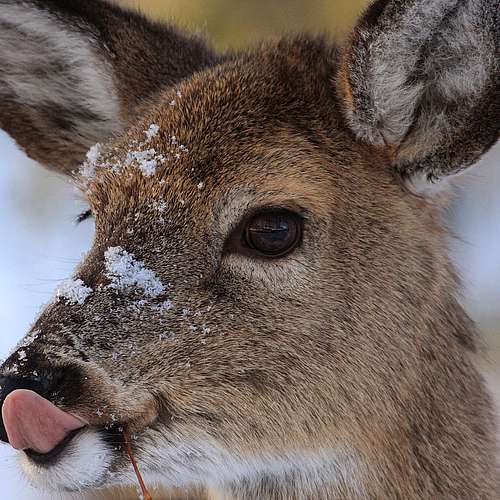 We 🧡 #WildlifeWednesday 

White-tailed deer are...