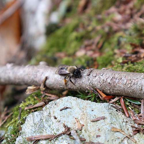 What do these species all have in common? You can help them with leaving your leaf litter on the ground! ...