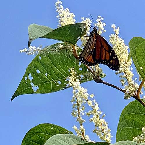 Check out this monarch butterfly that Carolyn was surprised to find feeding on invasive, Japanese knotweed flowers along...