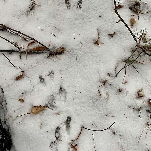 Are you curious about how animals survive during the winter? The movements of Stowe’s shy creatures can be revealed in a...